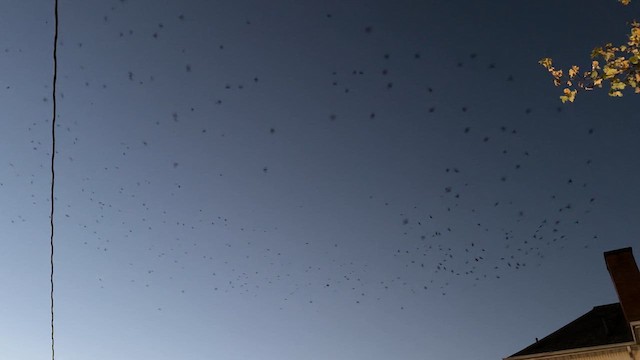 Chimney Swift - ML623545561