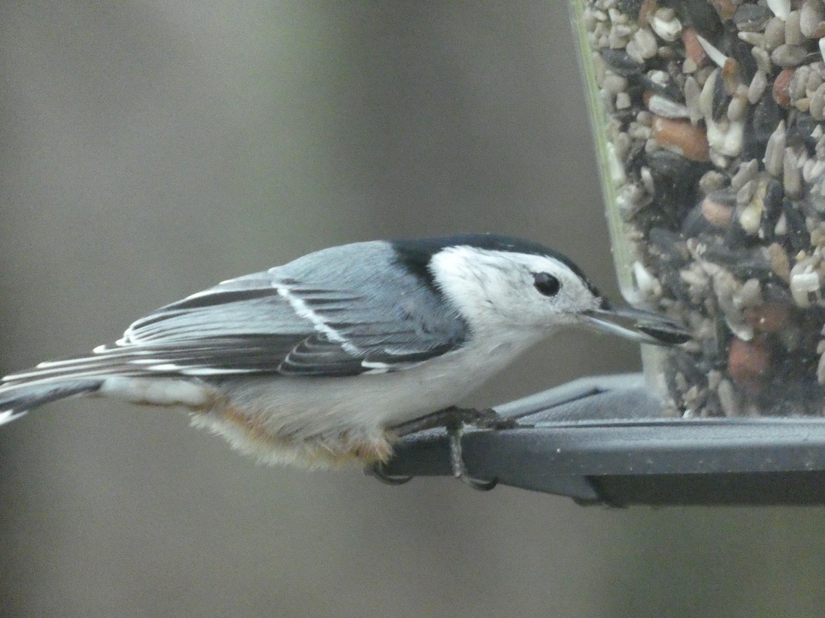 White-breasted Nuthatch - ML623545562