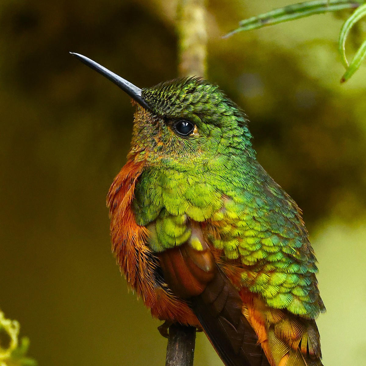 Chestnut-breasted Coronet - ML623545580