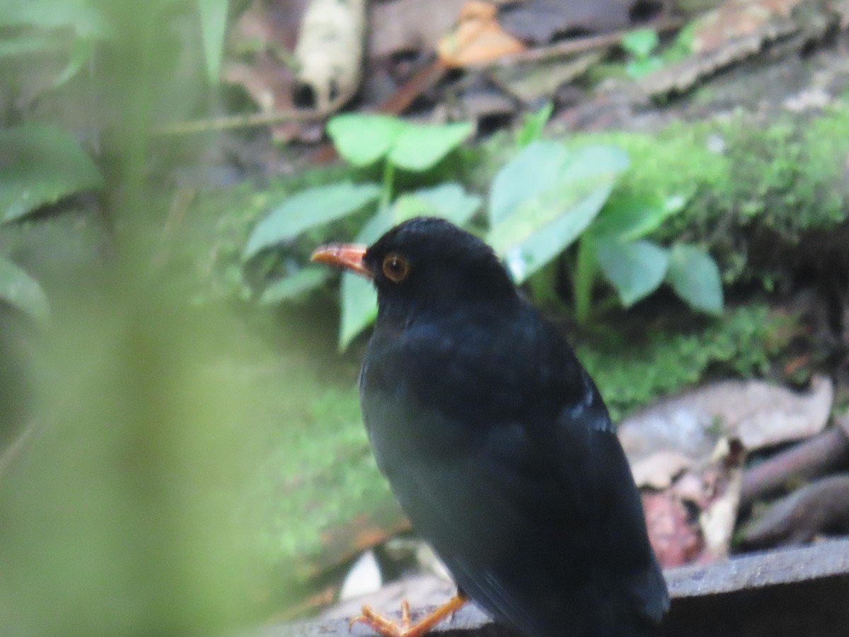 Glossy-black Thrush - ML623545587