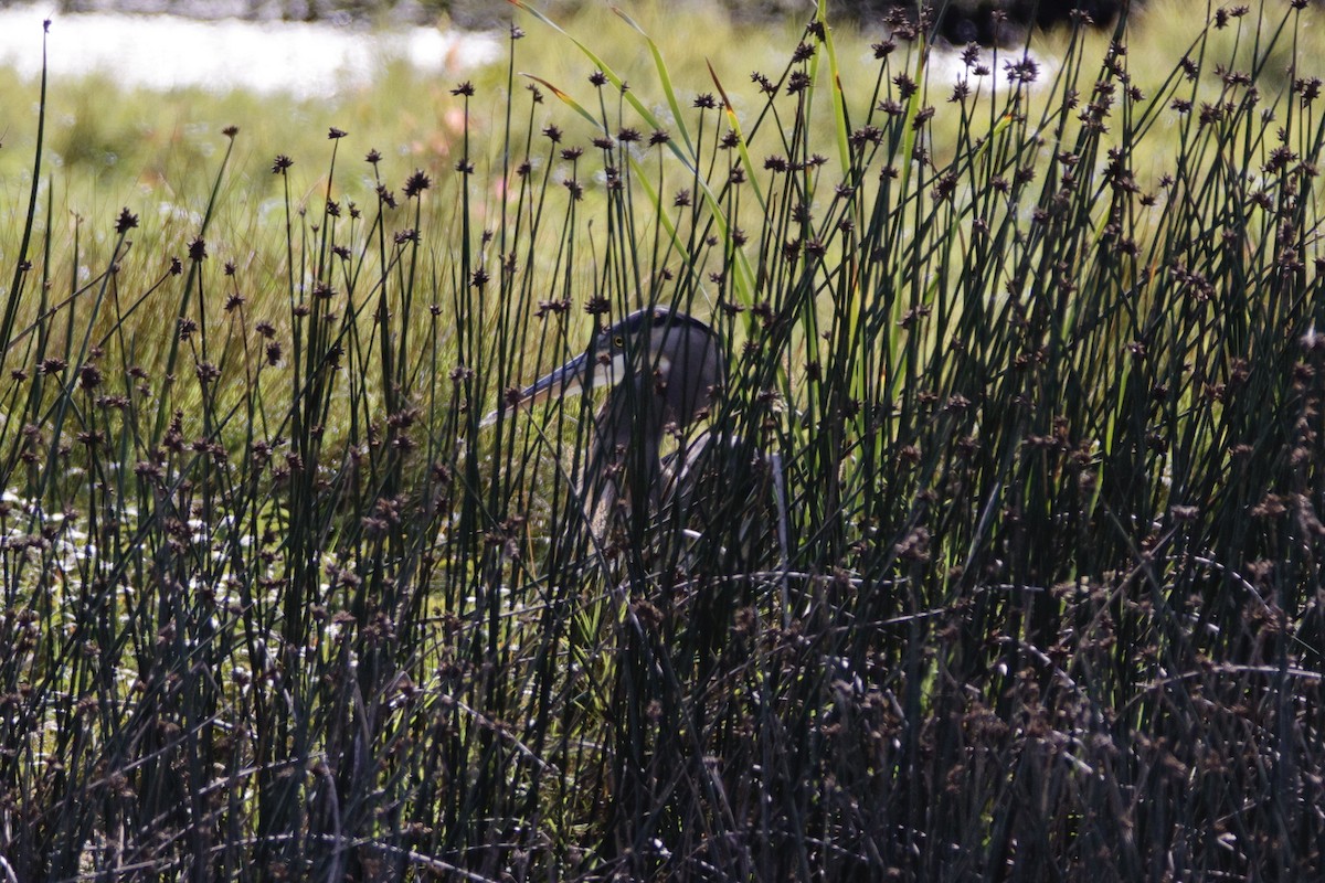 Great Blue Heron - ML623545602