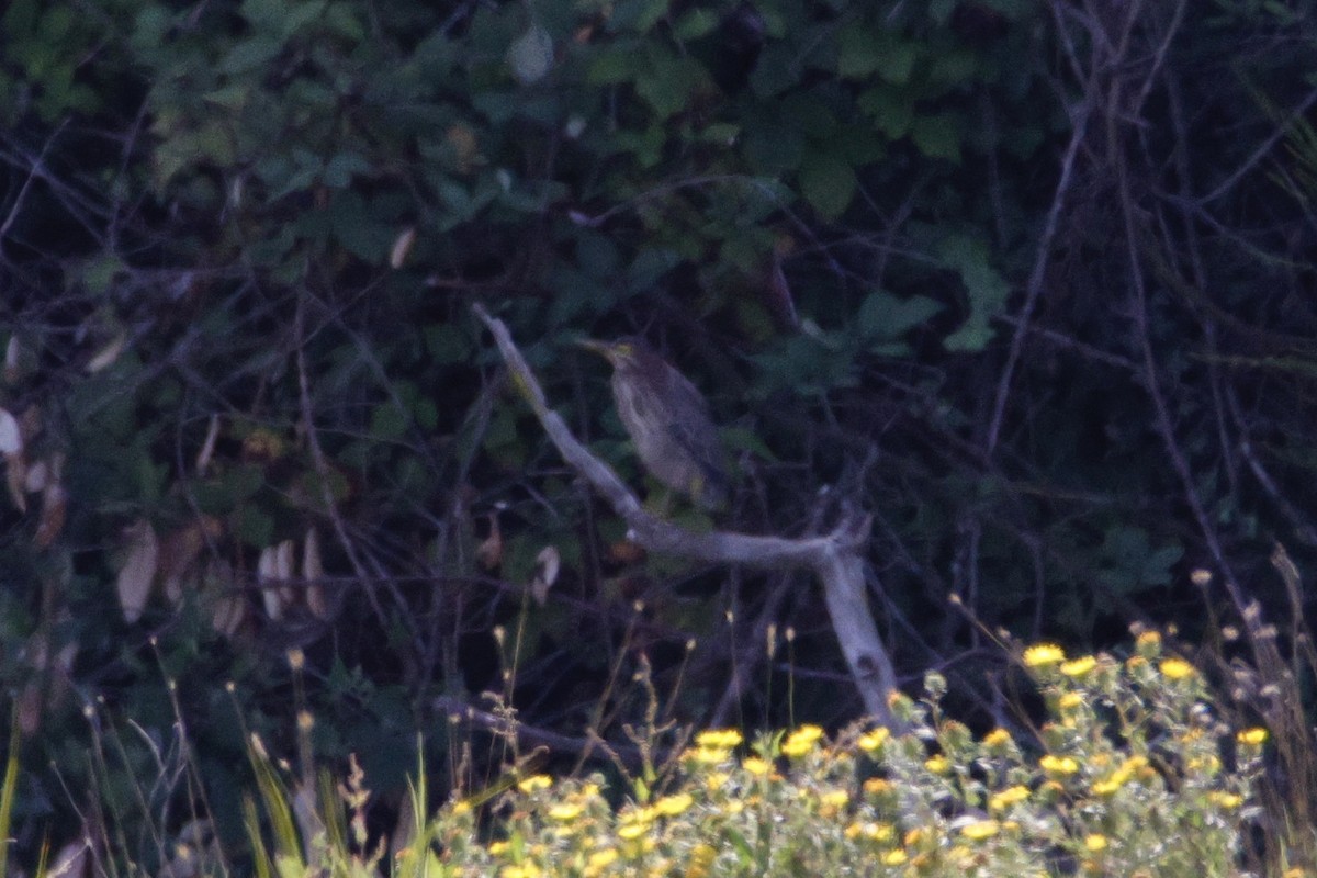 Green Heron - ML623545615