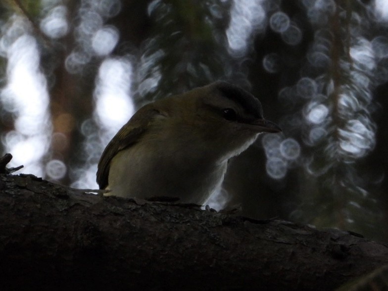 Red-eyed Vireo - ML623545625