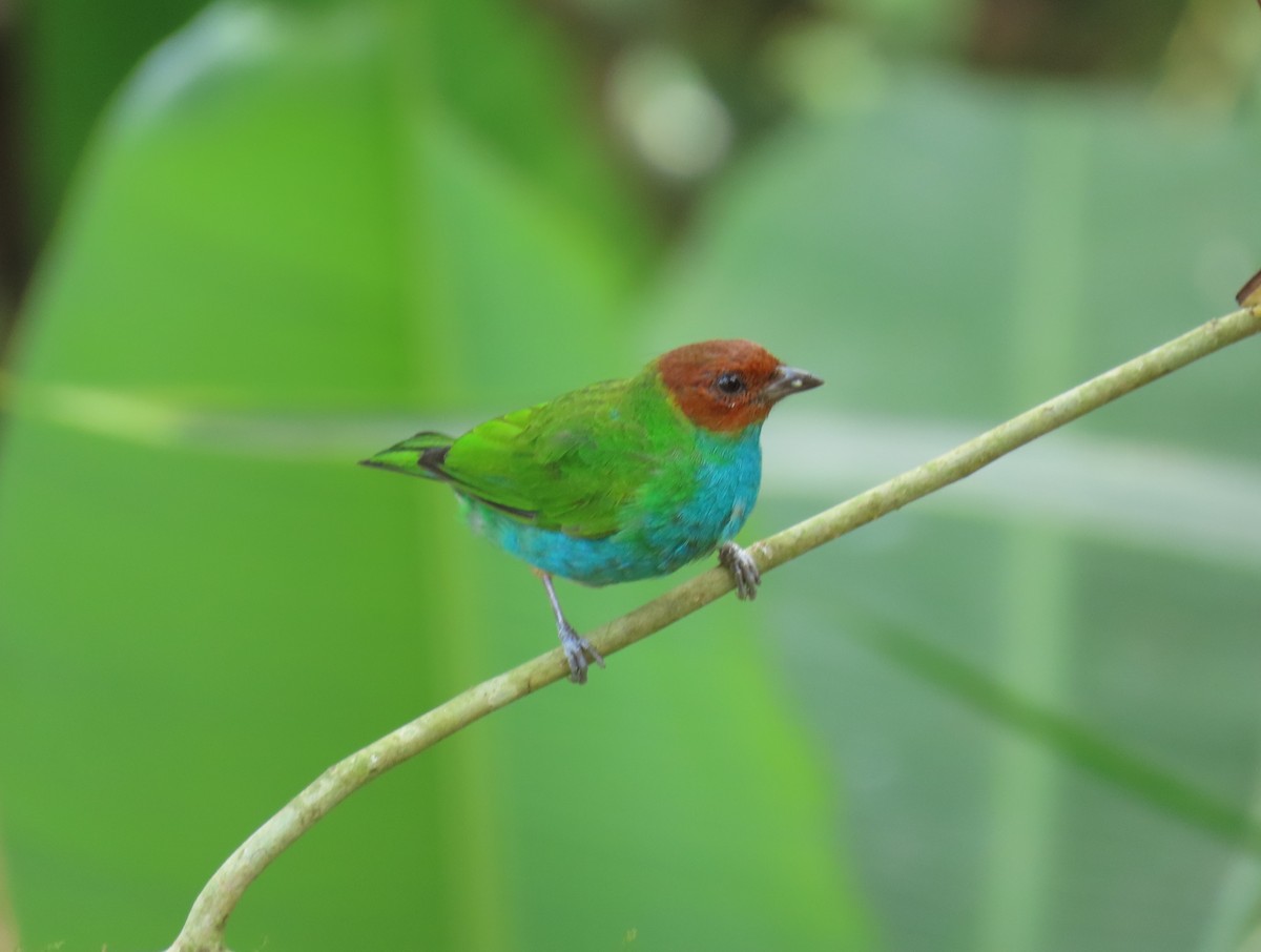 Bay-headed Tanager - ML623545627