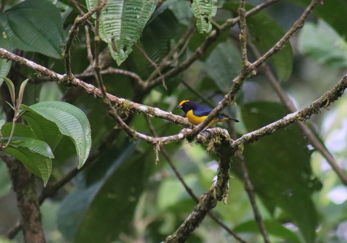 Orange-bellied Euphonia - ML623545628