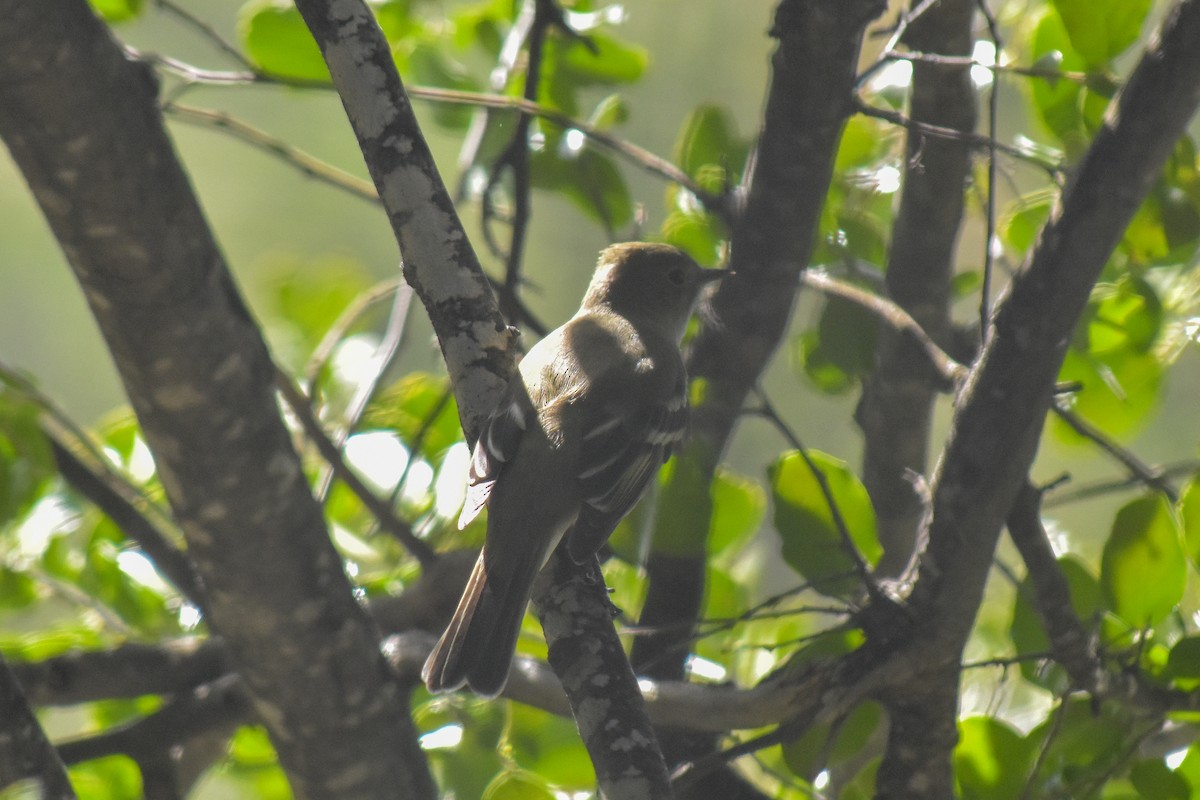 White-crested Elaenia - ML623545631