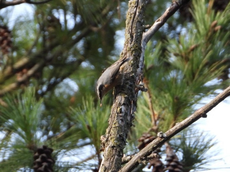 Red-breasted Nuthatch - ML623545637