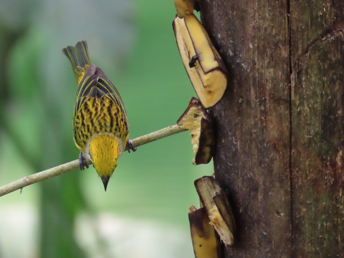 Silver-throated Tanager - D Reznicek