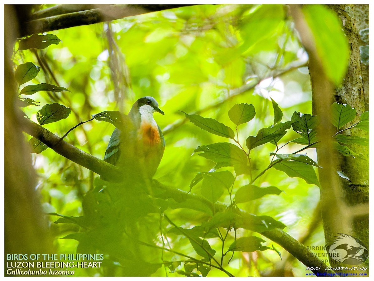 Luzon Bleeding-heart - ML623545645