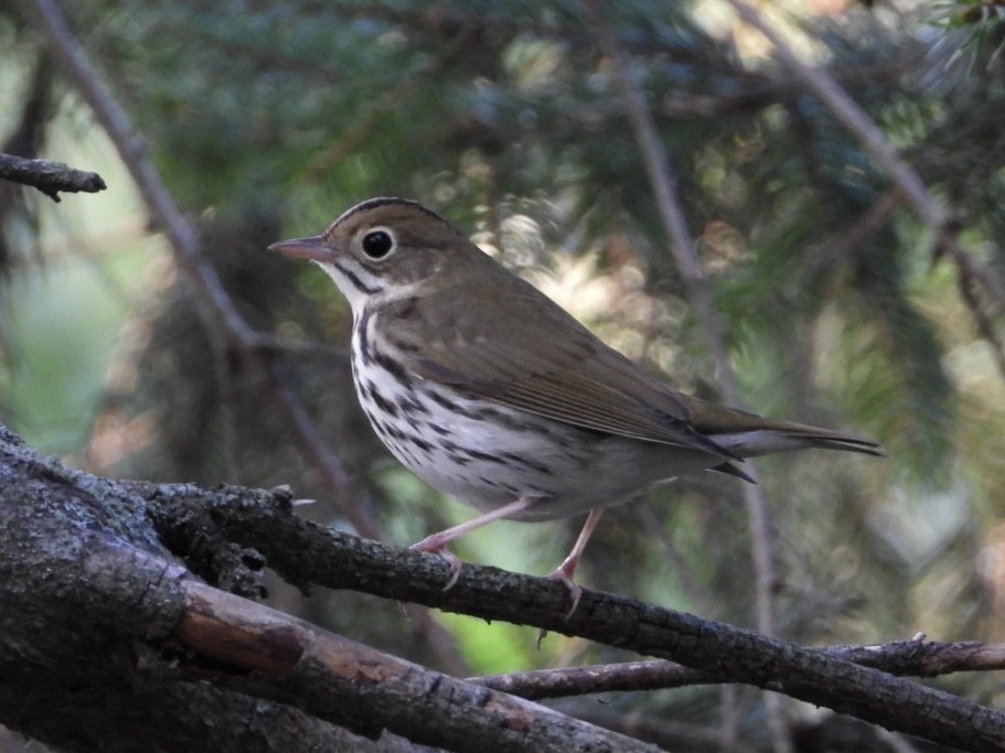 Ovenbird - ML623545647