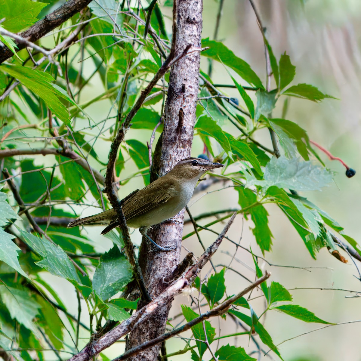 Red-eyed Vireo - ML623545648