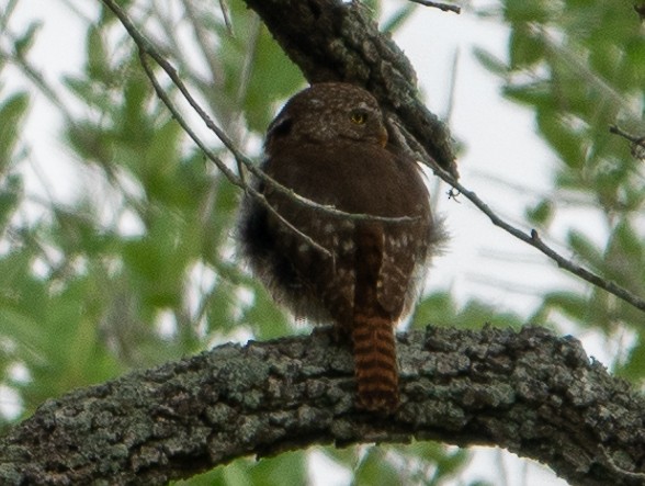 Ferruginous Pygmy-Owl - ML623545662