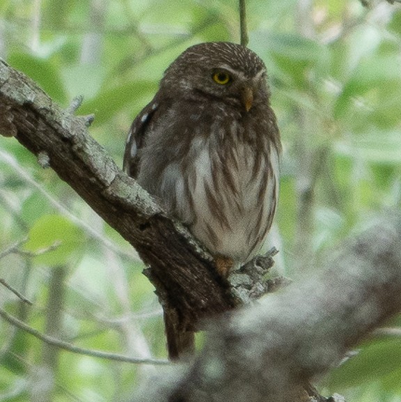 Ferruginous Pygmy-Owl - ML623545664