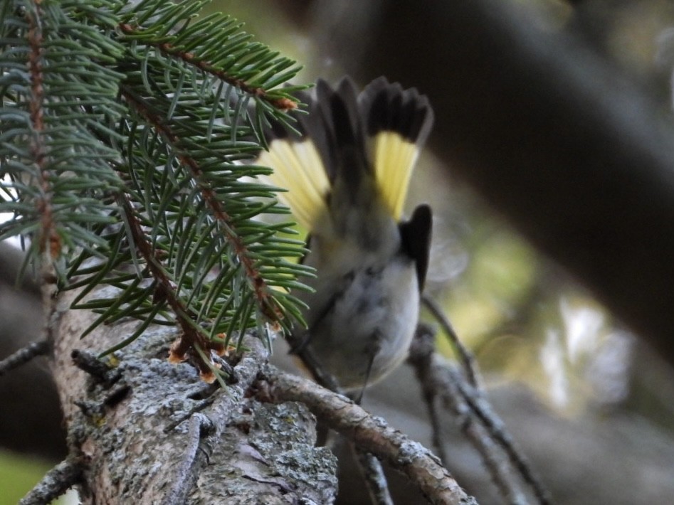 American Redstart - Eric Howe