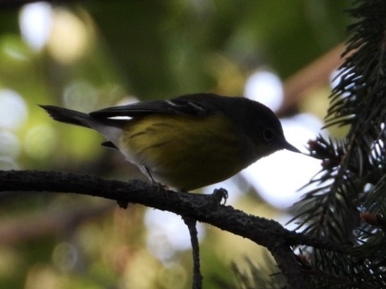 Magnolia Warbler - ML623545676