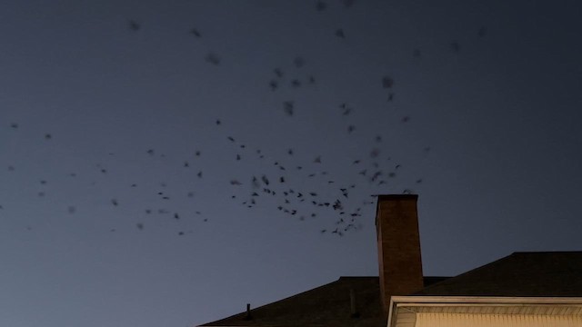 Chimney Swift - ML623545687