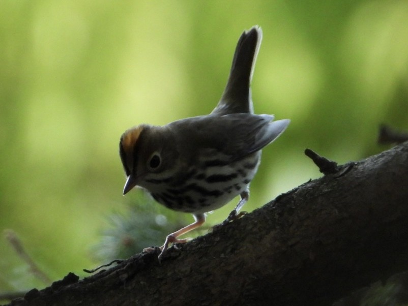 Ovenbird - Eric Howe