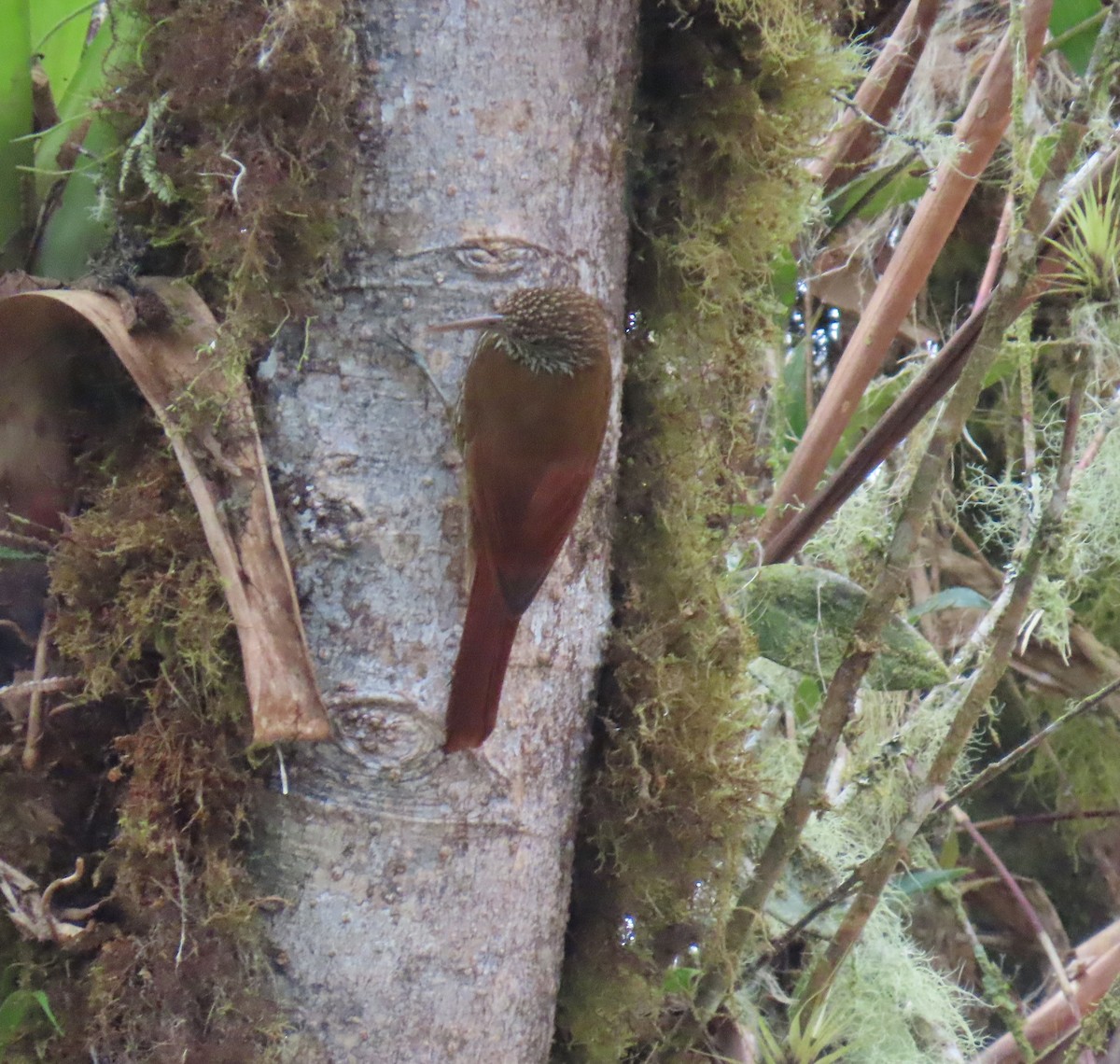 Montane Woodcreeper - ML623545699