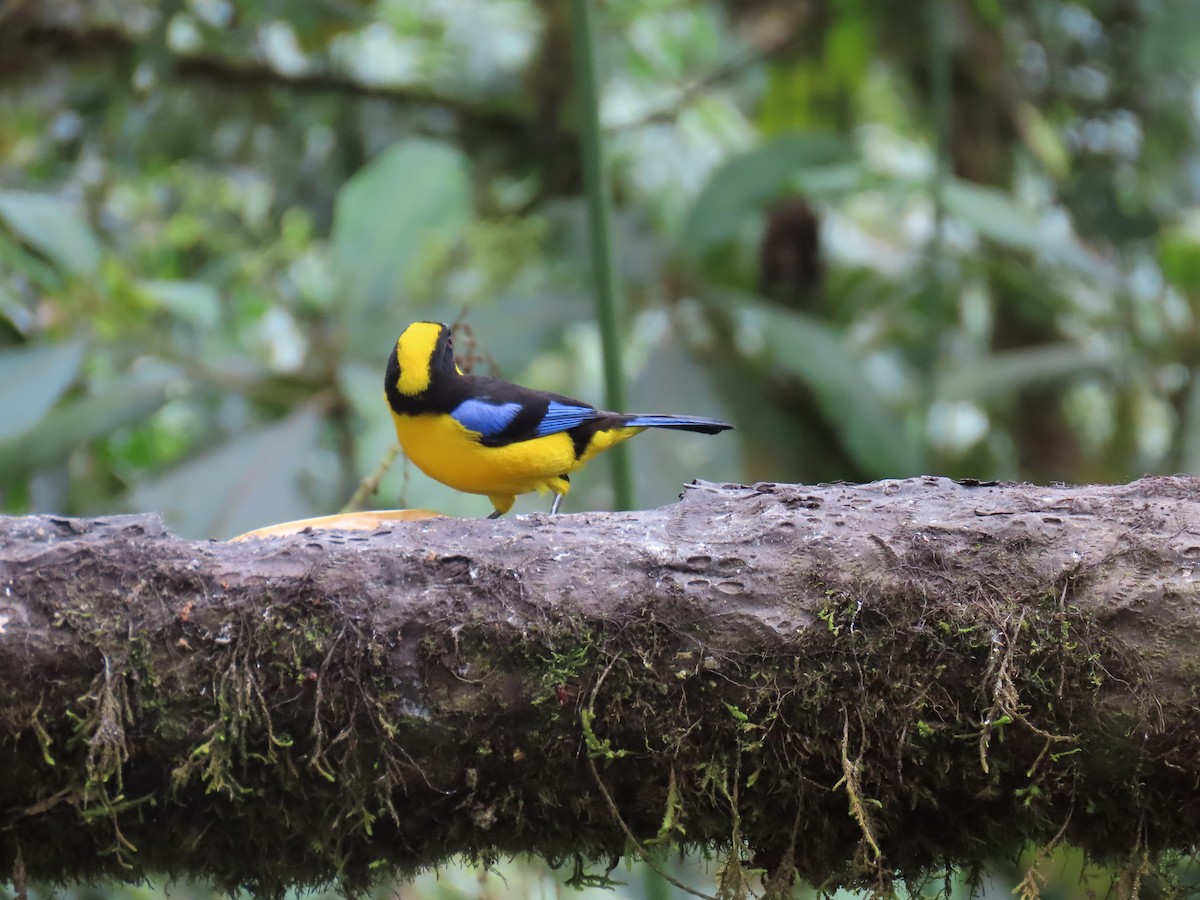 Blue-winged Mountain Tanager - ML623545708