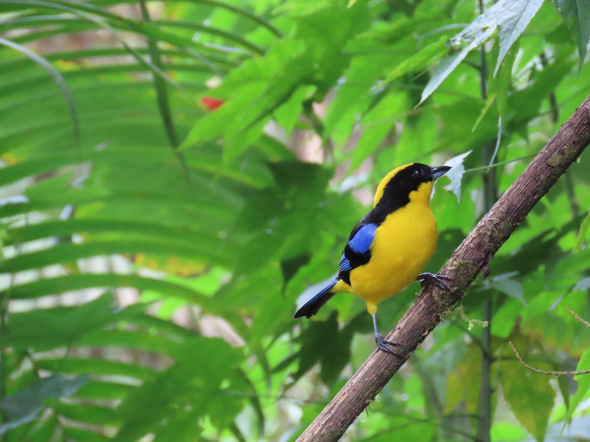 Blue-winged Mountain Tanager - ML623545723