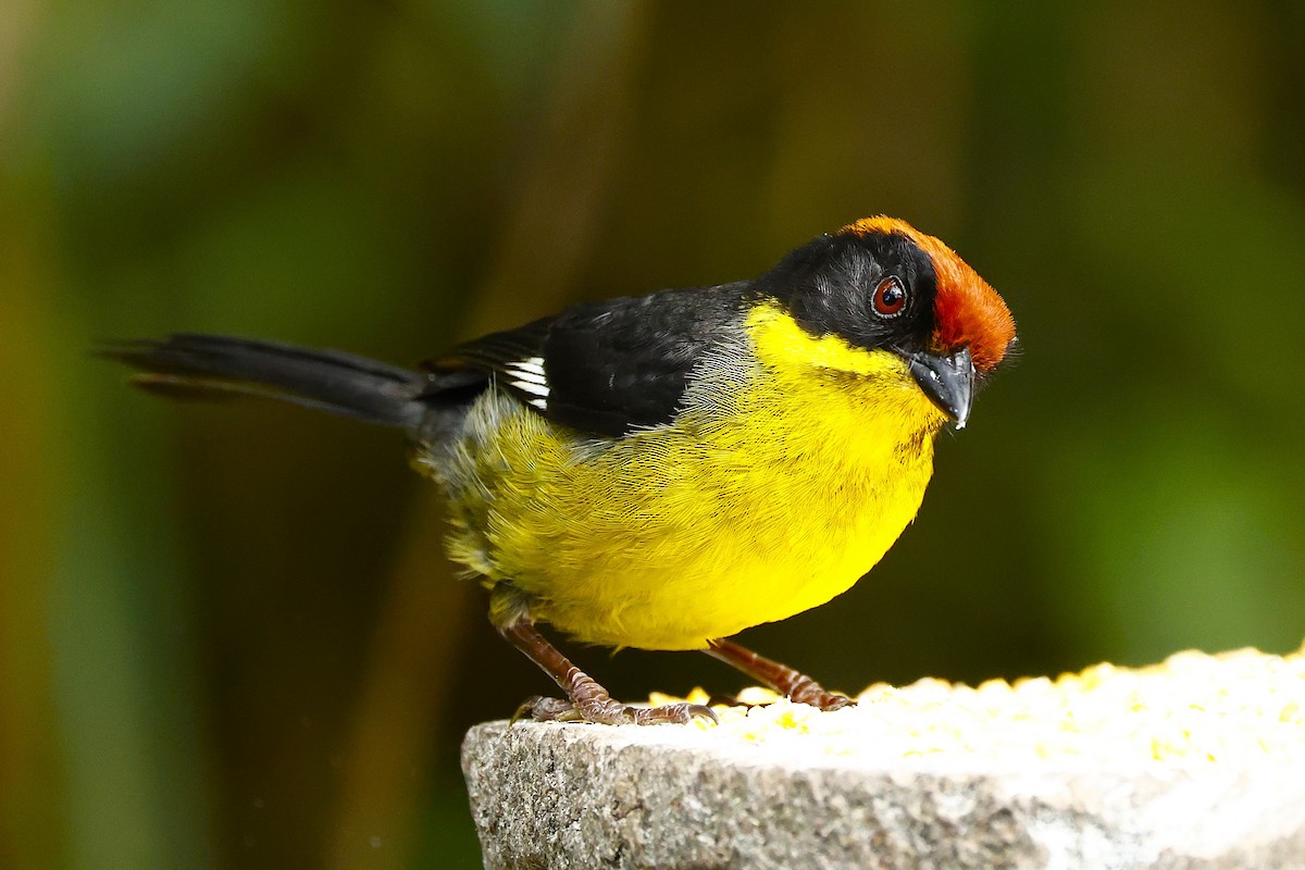 Yellow-breasted Brushfinch (Yellow-breasted) - John Mills