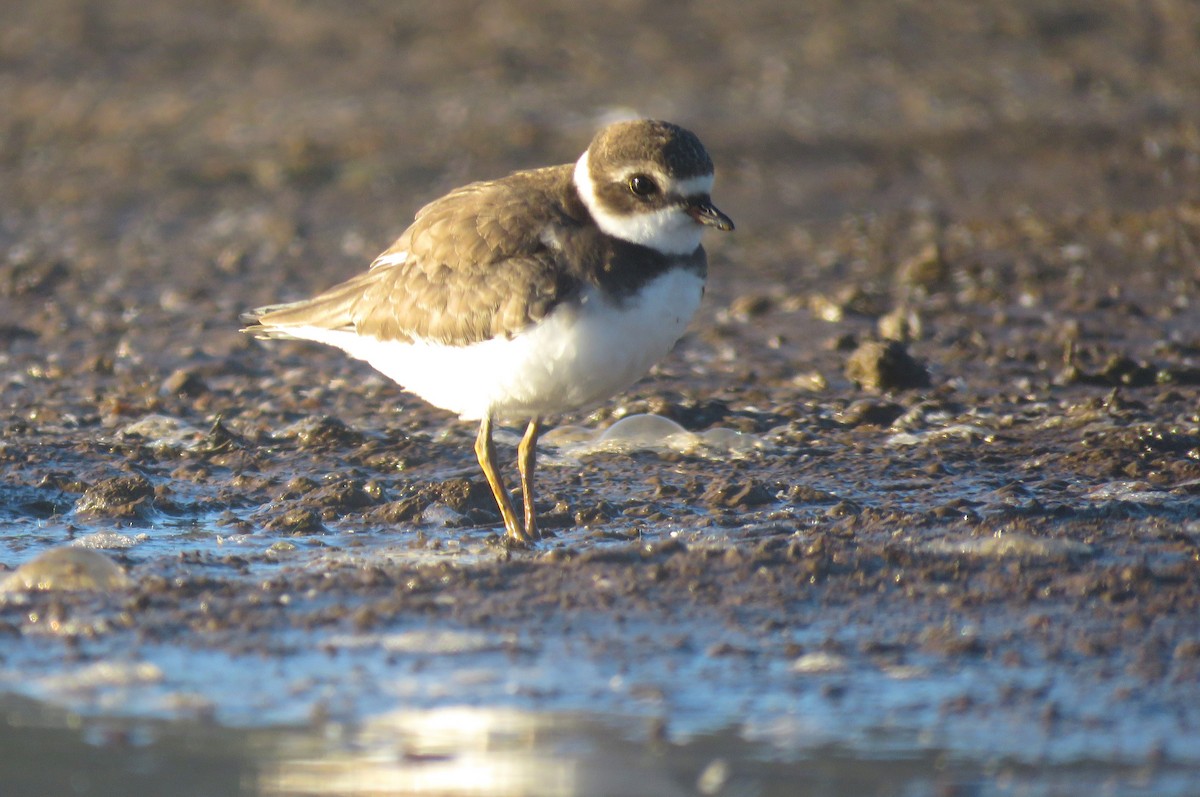 Semipalmated Plover - ML623545751