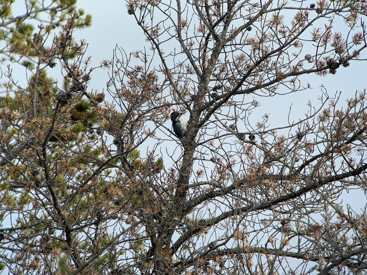 Black-backed Woodpecker - ML623545759