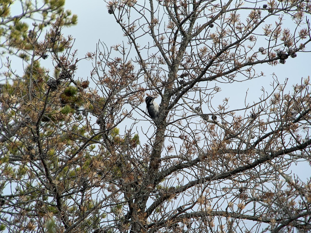 Black-backed Woodpecker - Mike McBrien