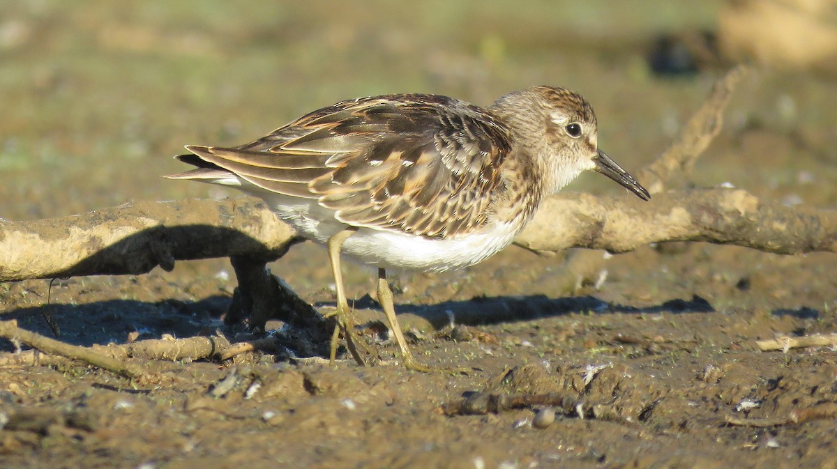 Least Sandpiper - ML623545761