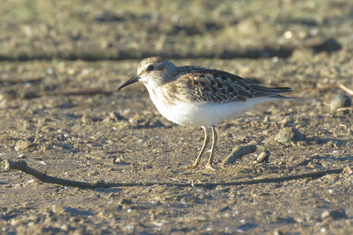 Least Sandpiper - ML623545762