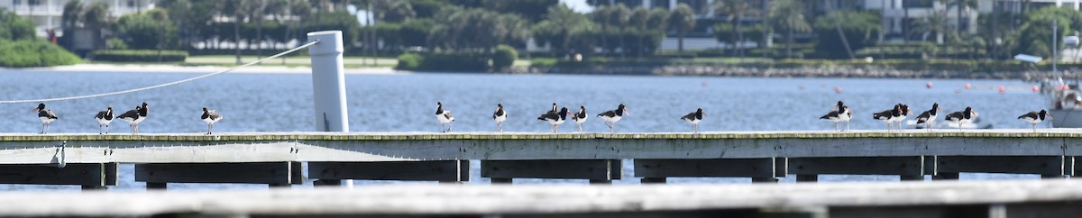 American Oystercatcher - ML623545778