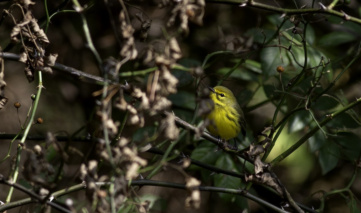 Prairie Warbler - ML623545793