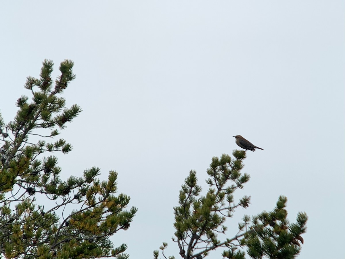 Rusty Blackbird - ML623545808