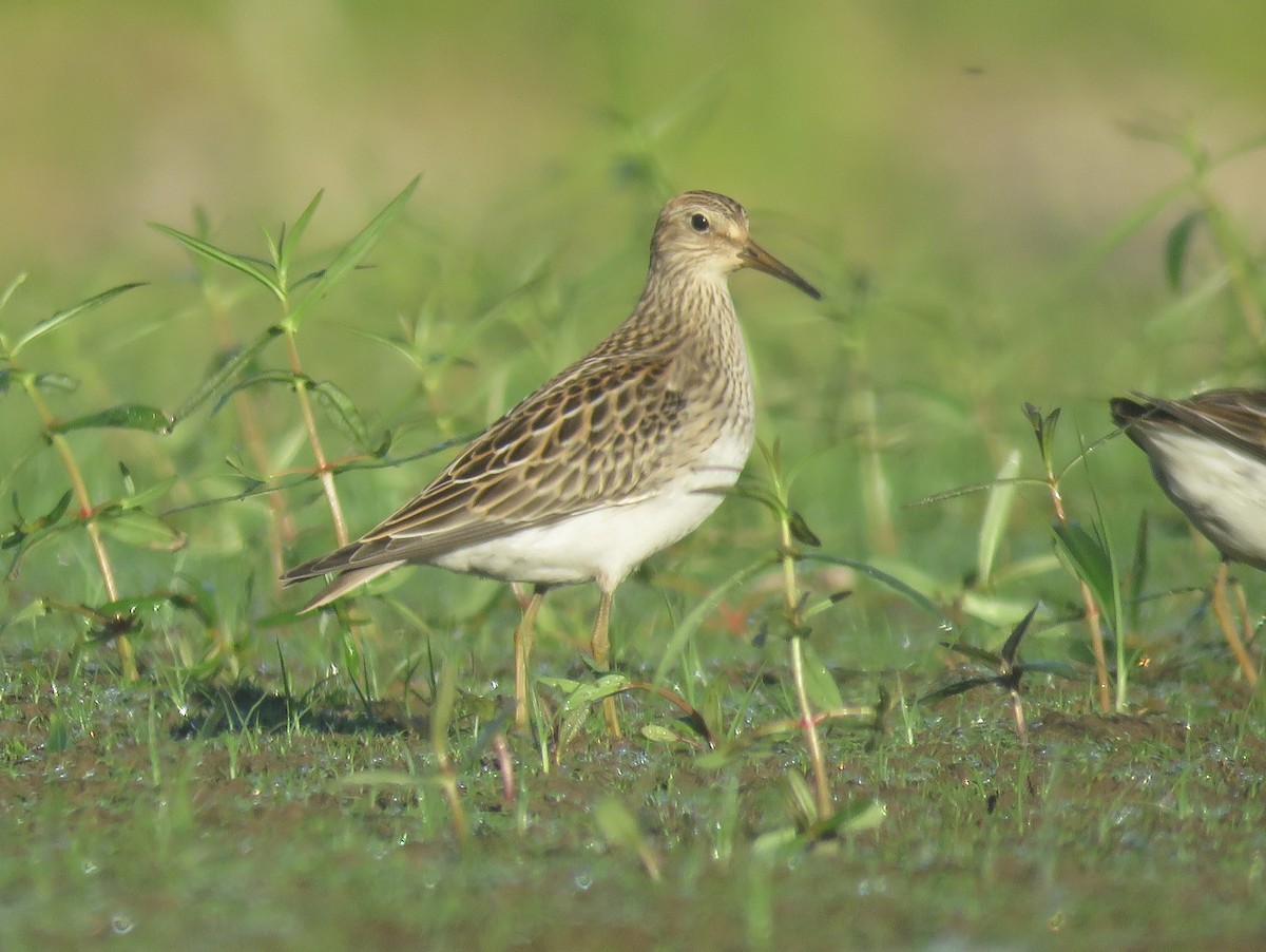 Pectoral Sandpiper - ML623545814