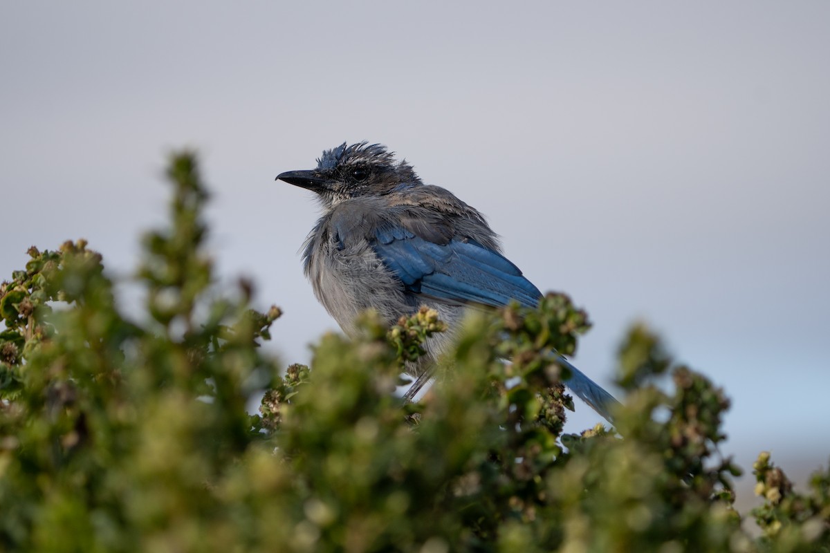 California Scrub-Jay - ML623545826