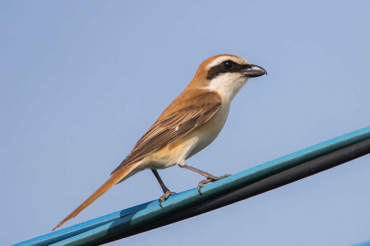 Brown Shrike (Japanese) - ML623545827