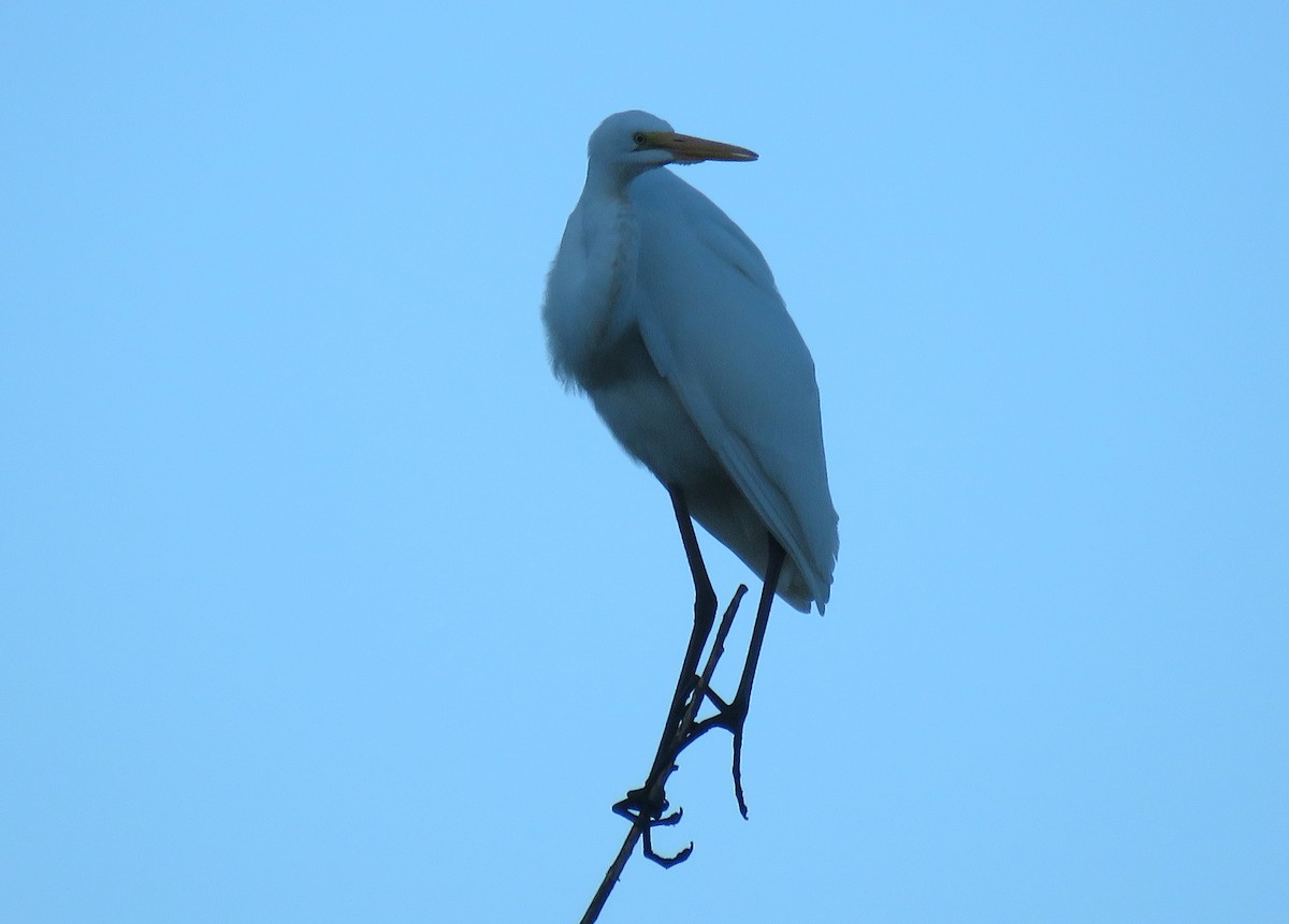 Great Egret - ML623545835