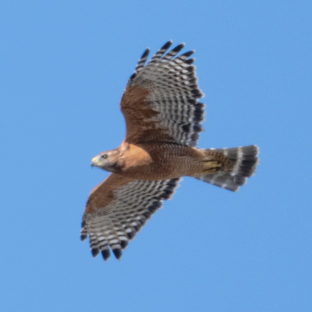 Red-shouldered Hawk - ML623545844