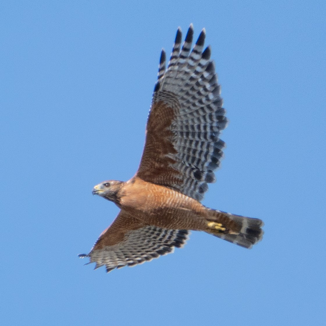 Red-shouldered Hawk - Keith Lea