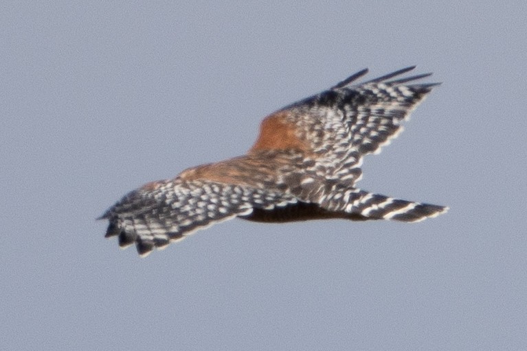 Red-shouldered Hawk - ML623545846