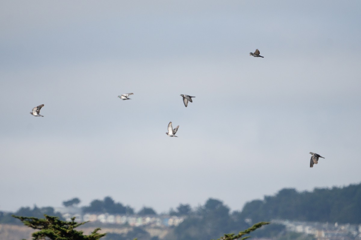 Rock Pigeon (Feral Pigeon) - ML623545848