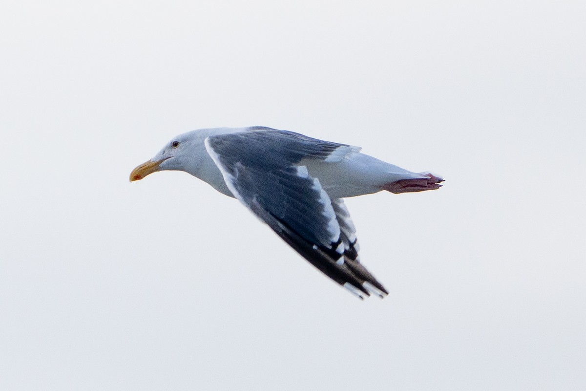 Western Gull - ML623545857