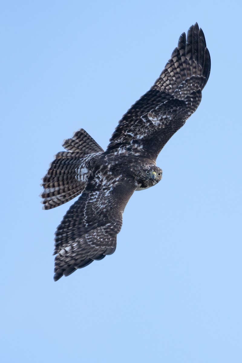 Red-tailed Hawk - ML623545860