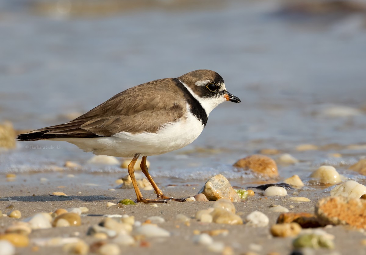 Semipalmated Plover - ML623545865