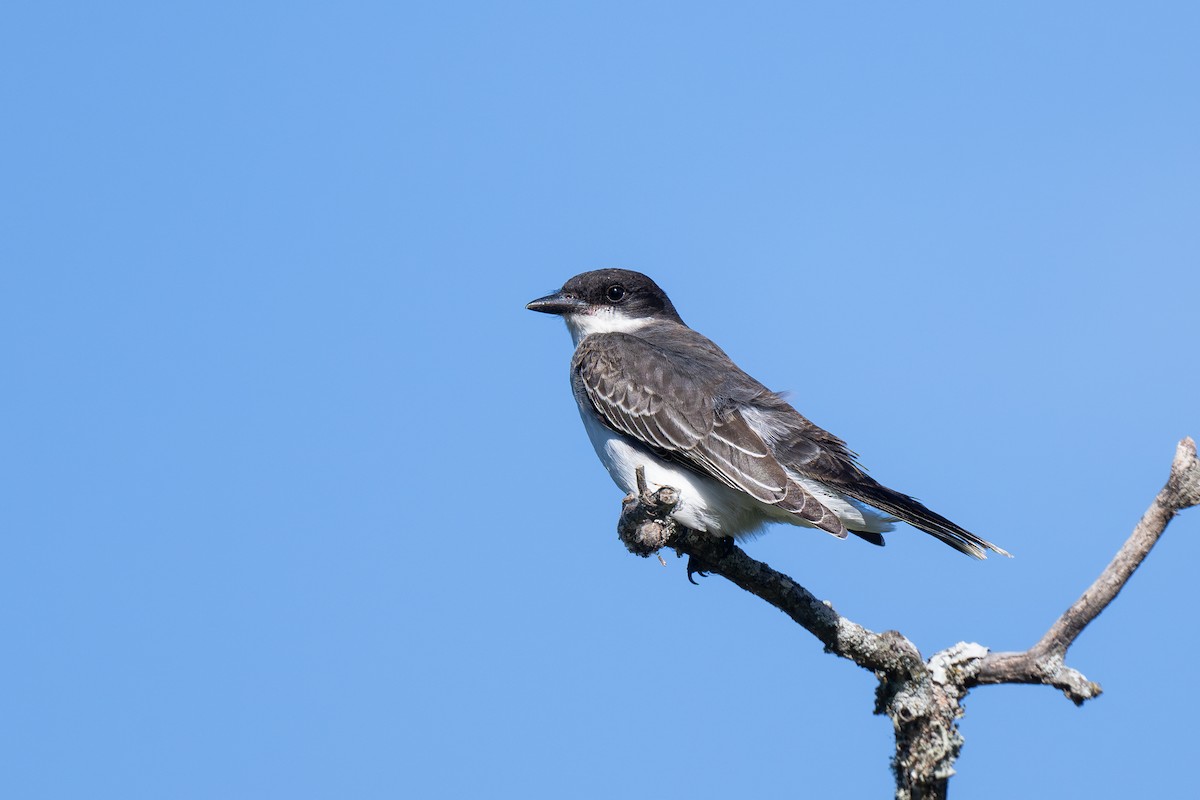 Eastern Kingbird - ML623545866