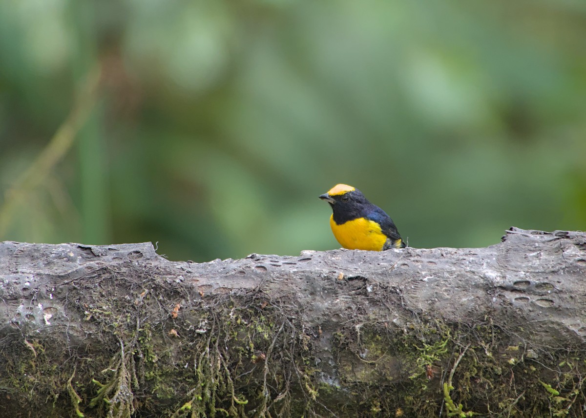 Orange-bellied Euphonia - ML623545867