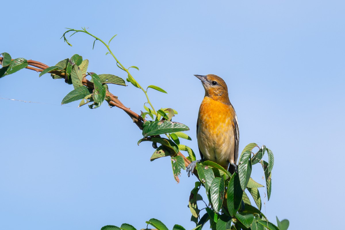 Baltimore Oriole - ML623545870