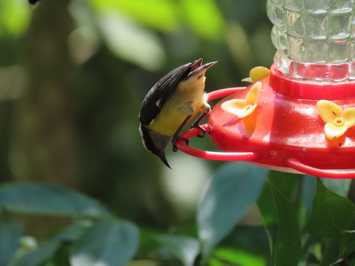 Bananaquit - ML623545872