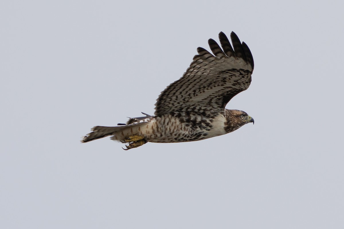 Red-tailed Hawk - ML623545877