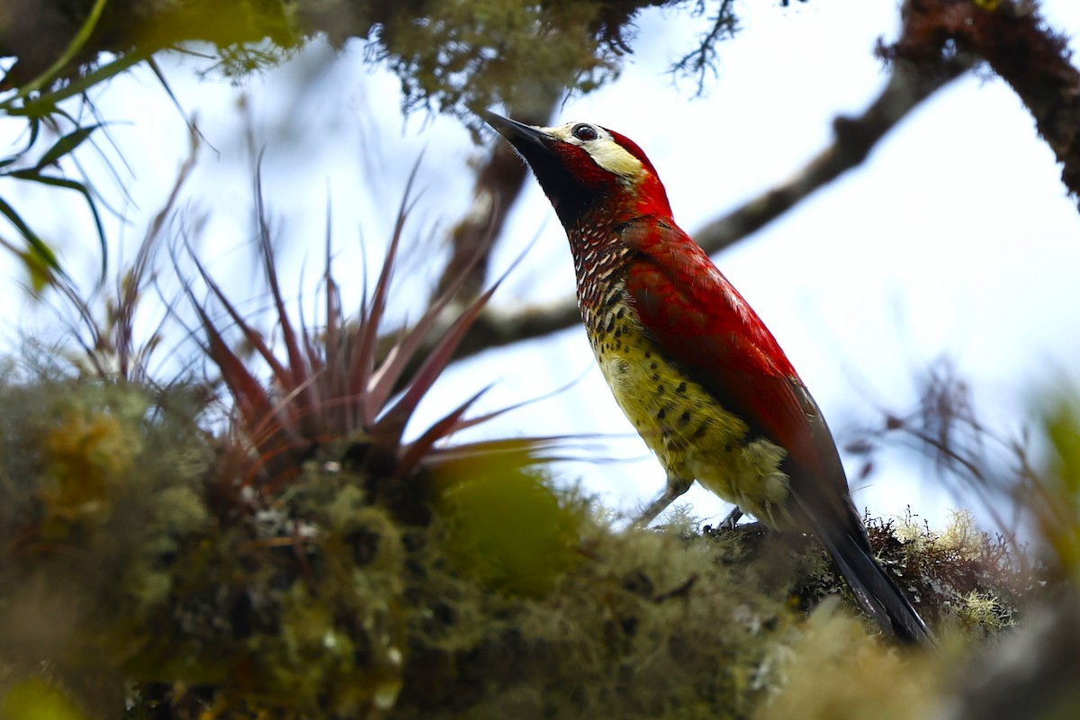 Crimson-mantled Woodpecker - ML623545895